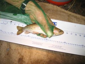 measuring fish (Small)