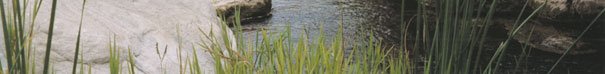 reeds in the Santa Monica mountains