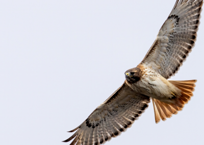 Red Tailed Hawk