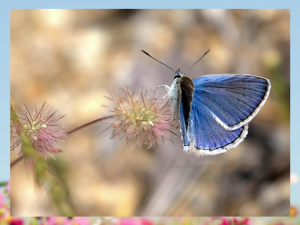 Palos Verdes Blue Butterfly