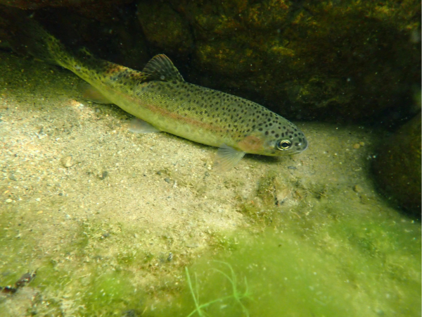 Southern Steelhead Trout