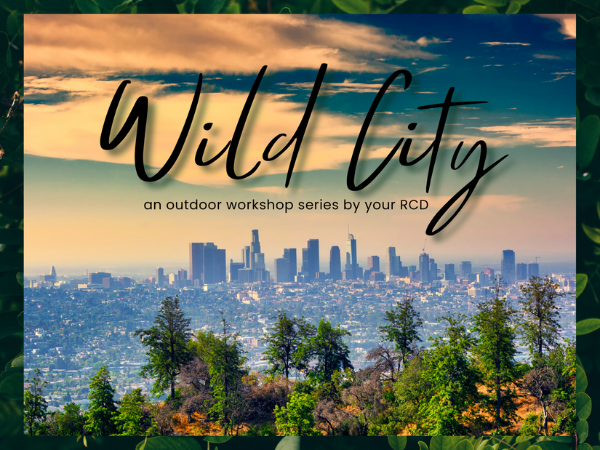 Wild City Workshop Hero image