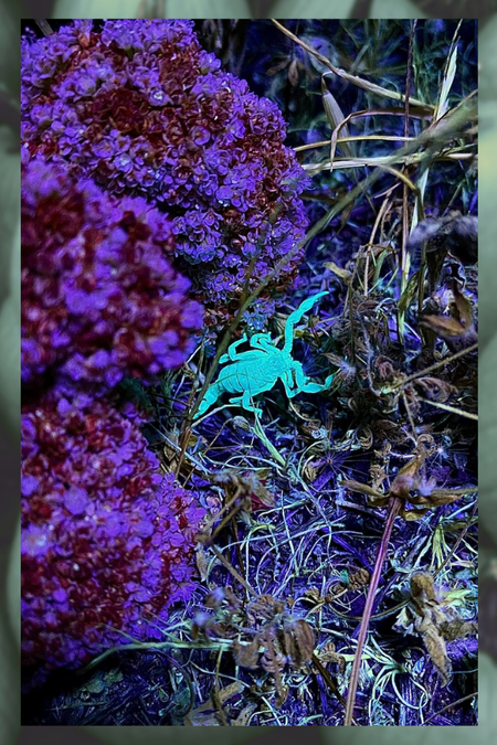 Not-So-Creepy Crawlers Sage and tea making material