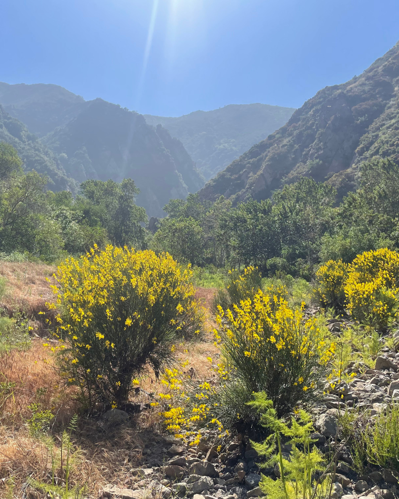 Giving Tuesday Website Graphic - Habitat Restoration