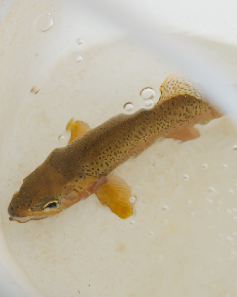 Giving Tuesday Website Graphic - Native Turtle